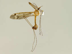 Image of Tipula (Lunatipula) hirsuta Doane 1901