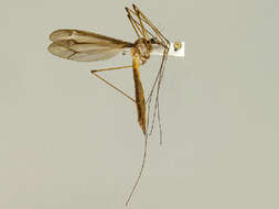 Image of Tipula (Yamatotipula) tricolor Fabricius 1775