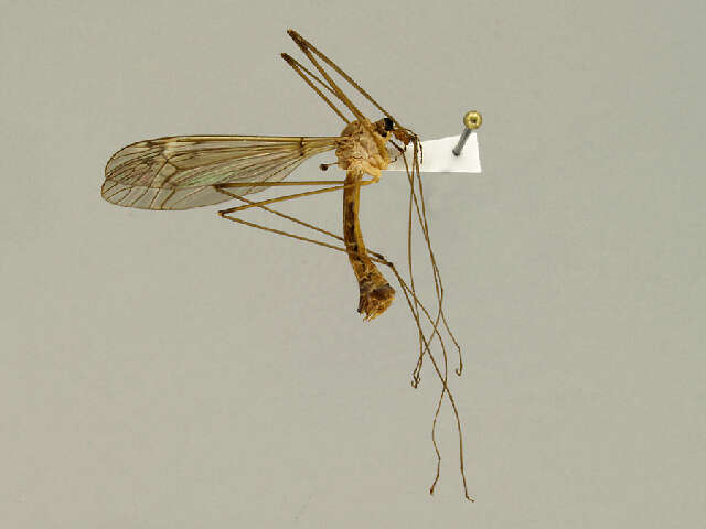 صورة Tipula (Lunatipula) submaculata Loew 1863