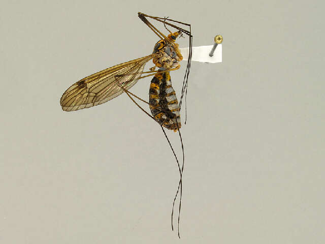 Image of Tipula (Nobilotipula) collaris Say 1823