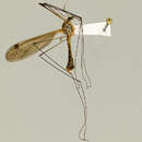 Image of Tipula (Trichotipula) oropezoides Johnson 1909