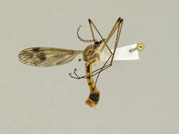 Image of Tipula (Schummelia) hermannia Alexander 1915