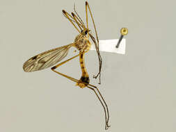 Image of Tipula (Schummelia) hermannia Alexander 1915