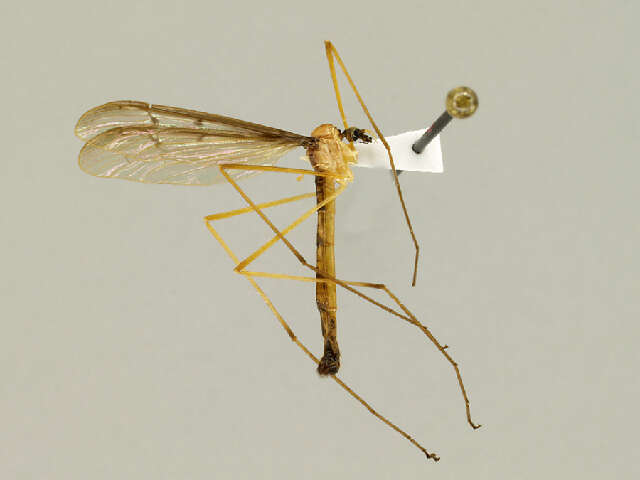 Image of Tricyphona