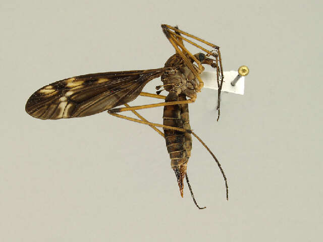 Image of Tipula (Lunatipula) fuliginosa (Say 1823)