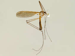 Image of Tipula (Yamatotipula) noveboracensis Alexander 1919