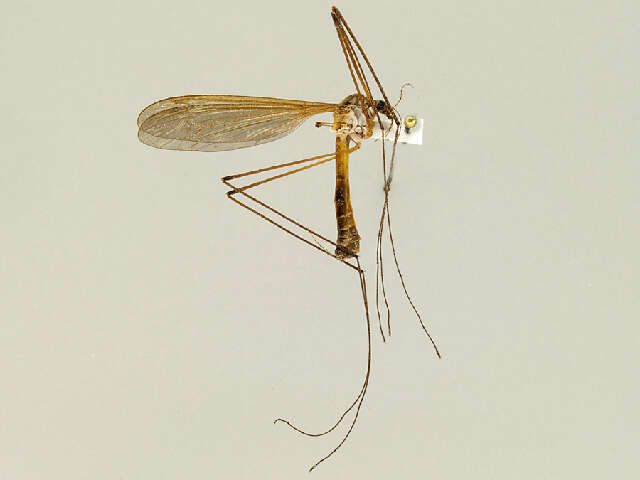 Image of Tipula (Yamatotipula) noveboracensis Alexander 1919