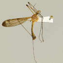 صورة Tipula (Lunatipula) apicalis Loew 1863