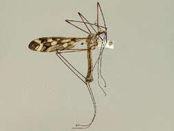 Image of Tipula (Pterelachisus) trivittata Say 1823