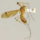 Image of Tipula (Nobilotipula) nobilis (Loew 1864)