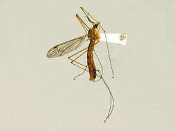 Image of Tiger Crane Flies