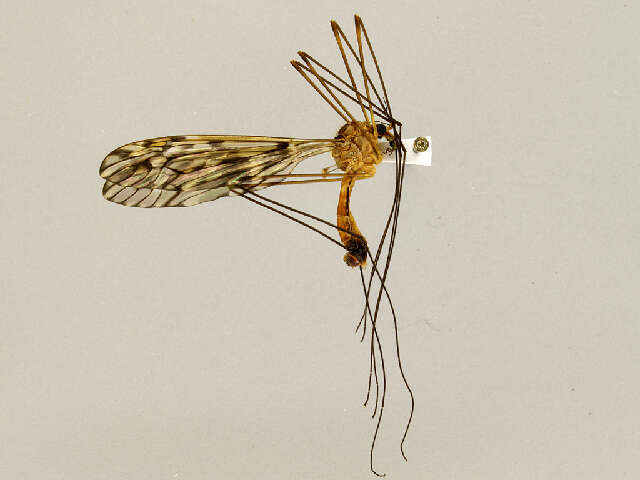 Image of Tipula lishanensis