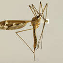 صورة Tipula (Acutipula) kuzuensis Alexander 1918