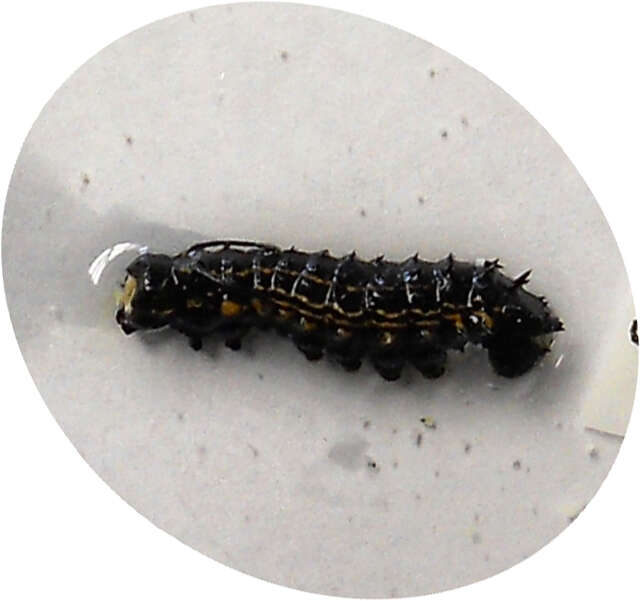 Image of Orange-tipped oakworm moth