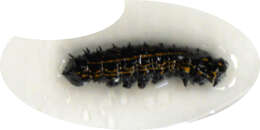 Image of Orange-tipped oakworm moth