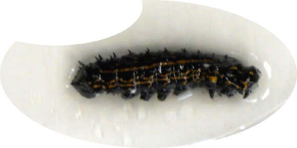 Image of Orange-tipped oakworm moth