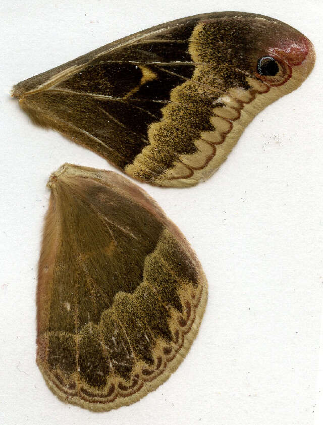 Image of Sweetbay Silk Moth