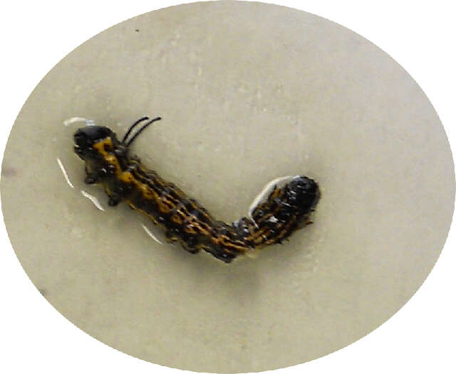 Image of Orange-tipped oakworm moth