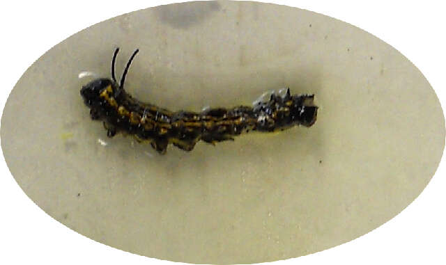 Image of Orange-tipped oakworm moth