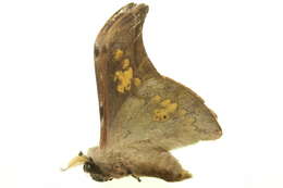 Image of Silkmoths