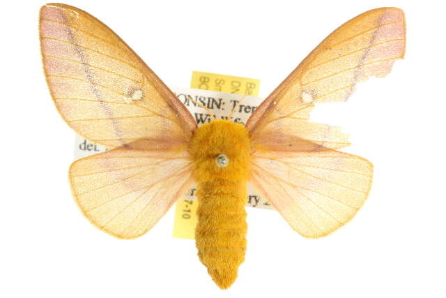 Image of Orange-tipped oakworm moth