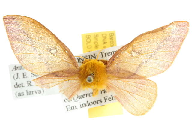 Image of Orange-tipped oakworm moth