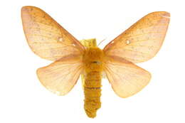 Image of Orange-tipped oakworm moth