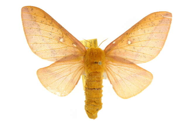 Image of Orange-tipped oakworm moth