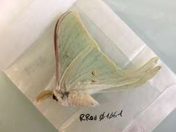 Image of Actias Leach 1815