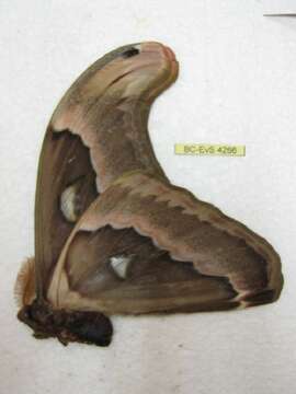 Image of Attacus Linnaeus 1767