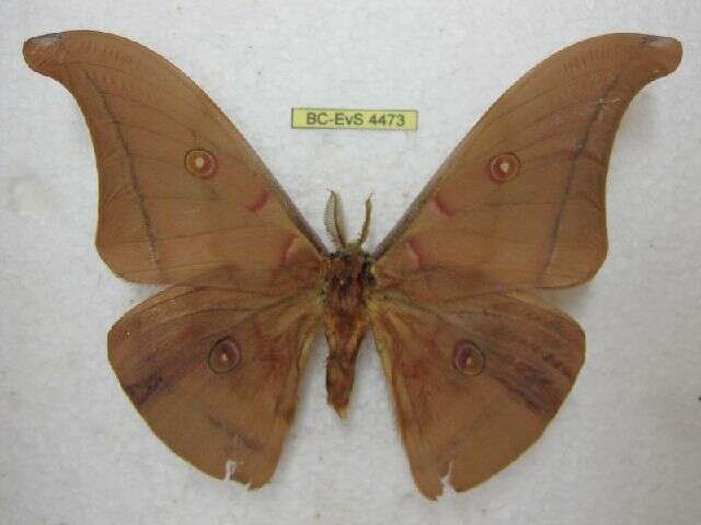 Image of Tussah moths