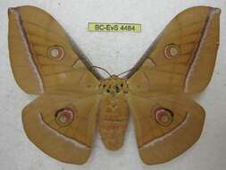 Image of Tussah moths