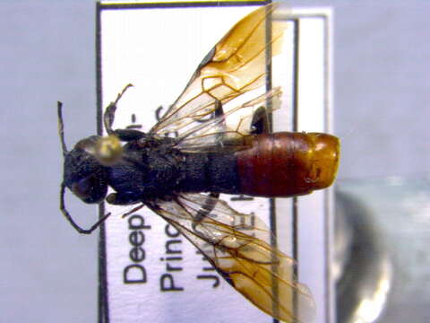 Image of parasitic wood wasps