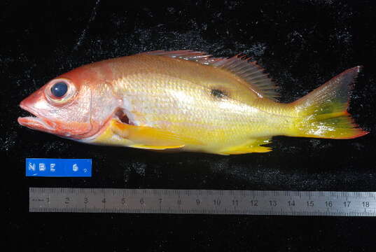 Image of Blackspot snapper