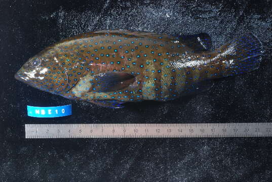 Image of Argus Grouper