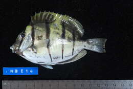 Image of Convict Surgeonfish