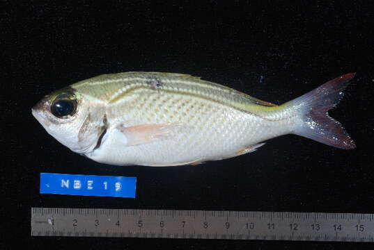 Image of Arabian monocle bream