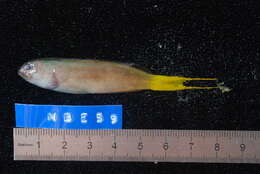 Image of Mozambique Fangblenny