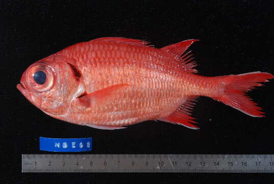 Image of Myripristis