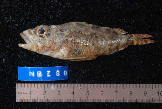 Image of Coral scorpionfish