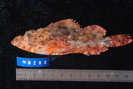 Image of False stonefish