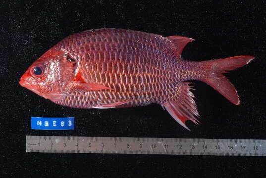 Image of Violet squirrelfish