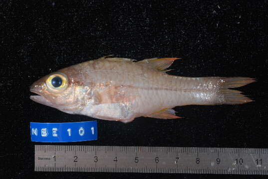 Image of Lateralstripe cardinalfish