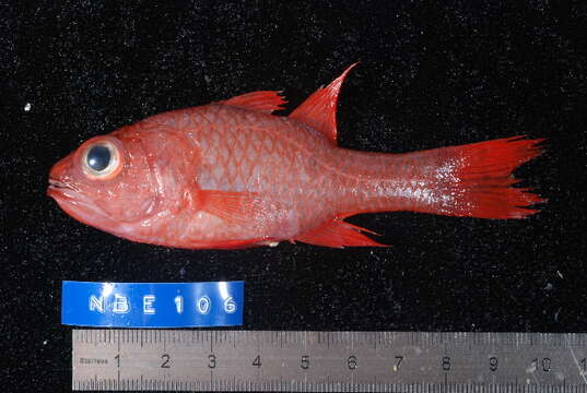 Image of Little tailband cardinalfish