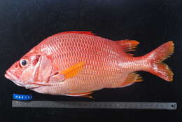 Image of Sabre squirrelfish