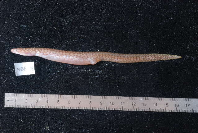 Image of Bar-cheeked eel