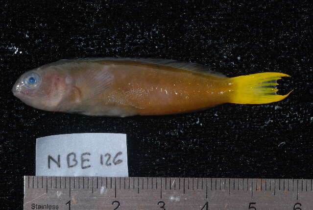 Image of Mozambique Fangblenny