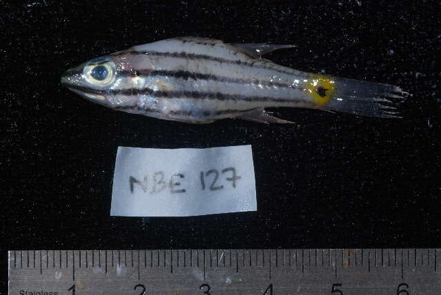 Image of Five-lined cardinalfish