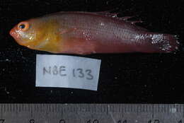 Image of Lipstick dottyback