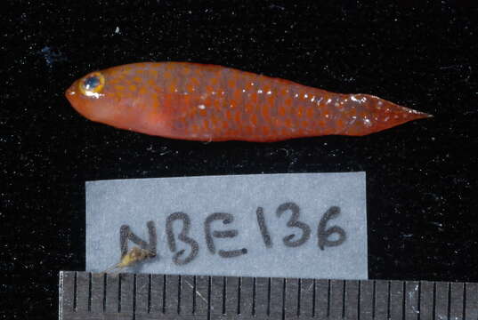 Image of Pygmygoby